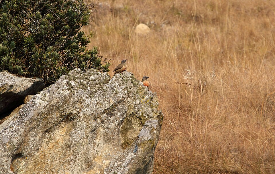 Kamberg Nature Reserve, KwaZulu-Natal