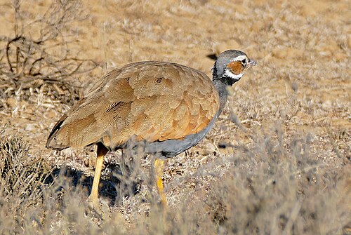 Blue Korhaan (Eupodotis caerulescens)