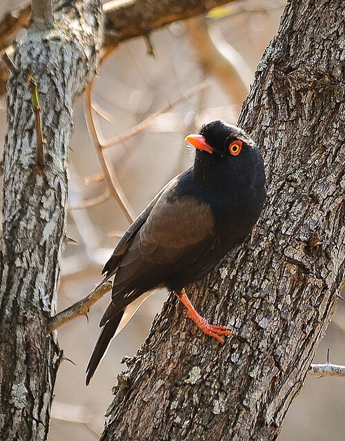 Retz's Helmetshrike (Prionops retzii)