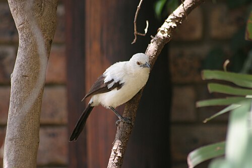 Southern Pied Babbler (Turdoides bicolor)