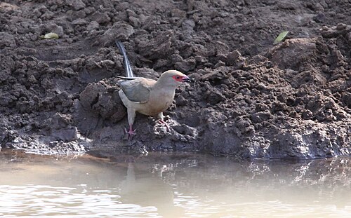Red-faced Mousebird (Urocolius indicus)