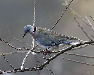 Mourning Collared Dove (Streptopelia decipiens)