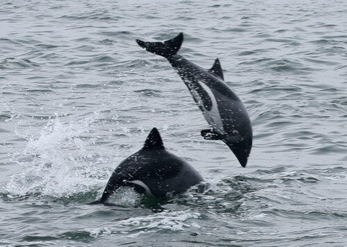 Haviside's Dolphin (Cephalorhynchus heavisidii)