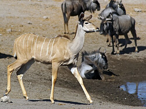 Greater Kudu (Tragelaphus strepsiceros)