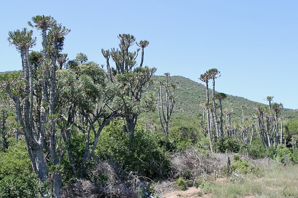 Sam Knott Nature Reserve, Eastern Cape