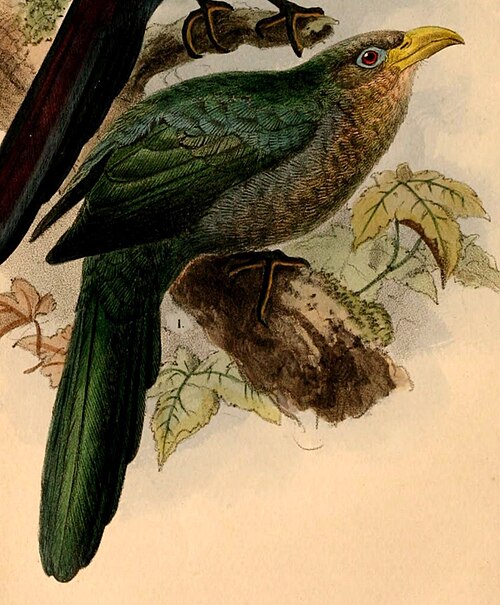 Green Malkoha (Ceuthmochares australis)
