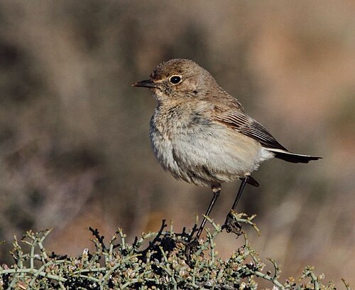 Tractrac Chat (Emarginata tractrac)