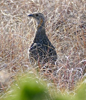 Gray-winged Francolin (Scleroptila afra)
