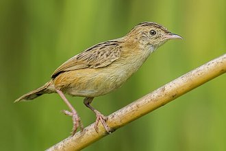 Zitting Cisticola (Cisticola juncidis)