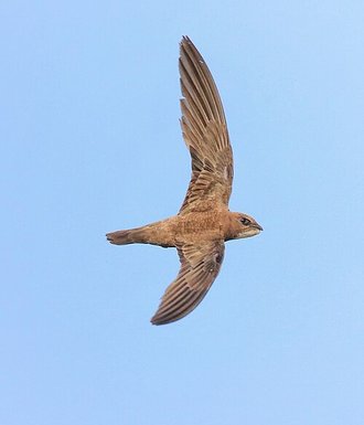 Alpine Swift (Tachymarptis melba)