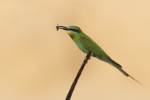 Blue-cheeked Bee-eater (Merops persicus)