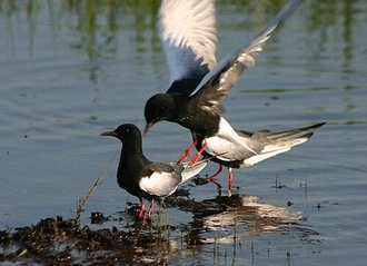 White-winged Tern (Chlidonias leucopterus)