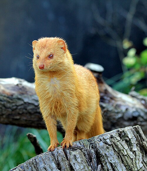 Slender Mongoose (Galerella sanguinea)