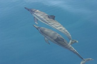 Spinner Dolphin (Stenella longirostris)