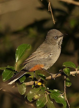 Chestnut-vented Warbler (Curruca subcoerulea)