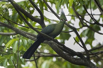 Livingstone's Turaco (Tauraco livingstonii)
