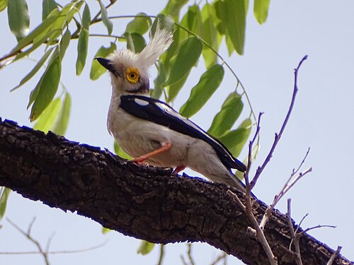 White-crested Helmetshrike (Prionops plumatus)