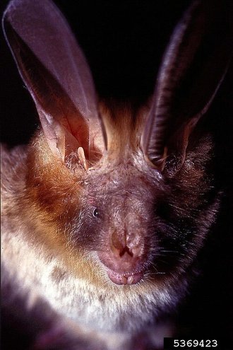 Egyptian Slit-faced Bat (Nycteris thebaica)