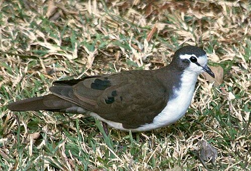Tambourine Dove (Turtur tympanistria)
