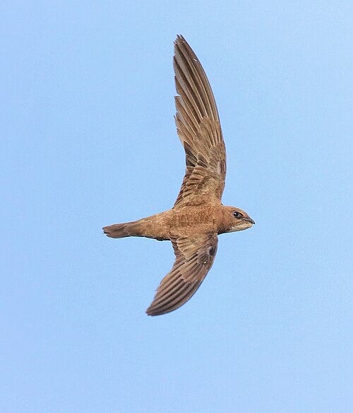 Alpine Swift (Tachymarptis melba)
