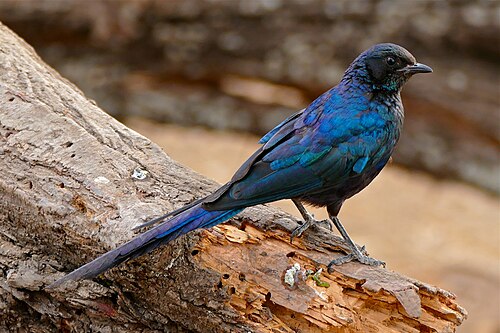 Meves's Starling (Lamprotornis mevesii)