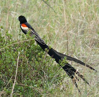 Long-tailed Widowbird (Euplectes progne)