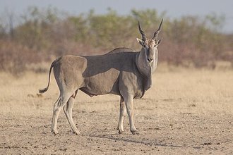 Common Eland (Taurotragus oryx)