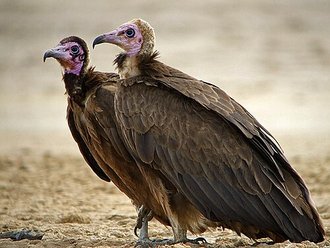 Hooded Vulture (Necrosyrtes monachus)