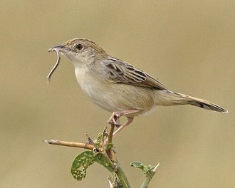 Desert Cisticola (Cisticola aridulus)