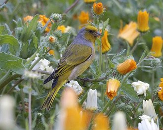 Cape Canary (Serinus canicollis)