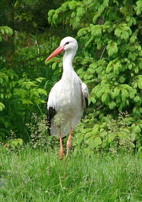 White Stork (Ciconia ciconia)