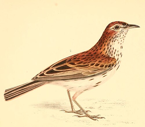 Karoo Lark (Calendulauda albescens)