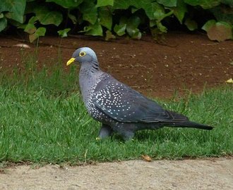 African Olive Pigeon (Columba arquatrix)