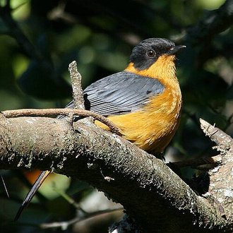 Chorister Robin-Chat (Cossypha dichroa)