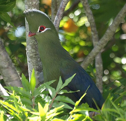 Knysna Turaco (Tauraco corythaix)