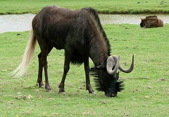 Black Wildebeest (Connochaetes gnou)
