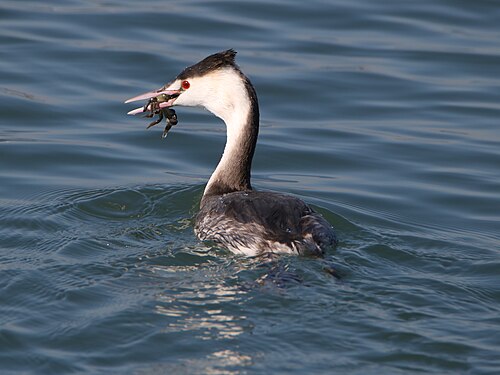 Great Crested Grebe (Podiceps cristatus)