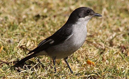 Fiscal Flycatcher (Sigelus silens)