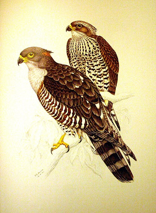 African Cuckoo-Hawk (Aviceda cuculoides)