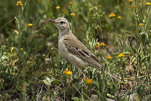 Plain-backed Pipit (Anthus leucophrys)