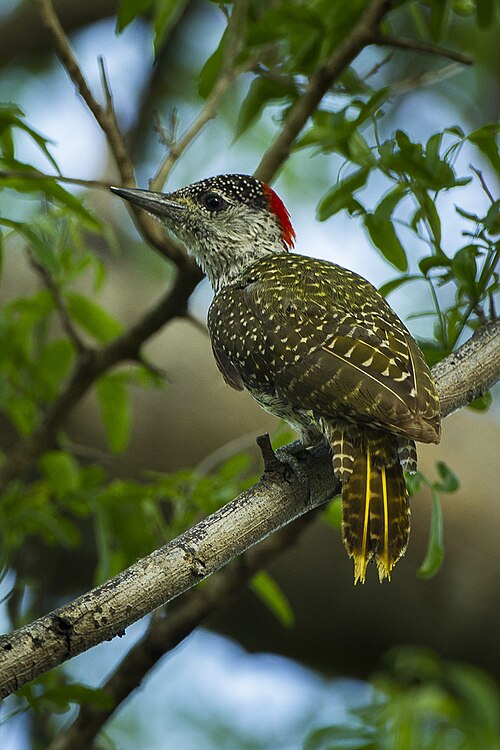 Golden-tailed Woodpecker (Campethera abingoni)