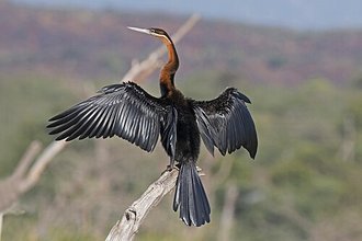 African Darter (Anhinga rufa)