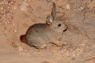 Hewitt's Red Rock Hare (Pronolagus saundersiae)