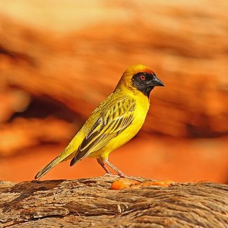 Southern Masked Weaver (Ploceus velatus)