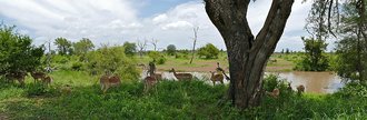 Kruger National Park, Limpopo
