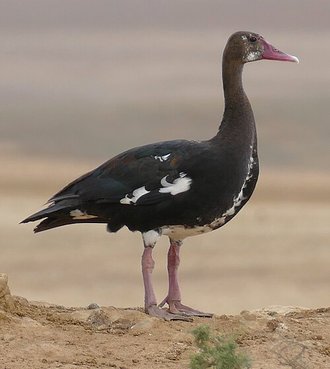 Spur-winged Goose (Plectropterus gambensis)