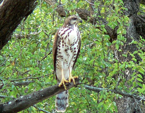 African Goshawk (Accipiter tachiro)