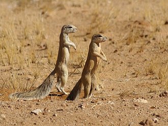 South African Ground Squirrel (Xerus inauris)
