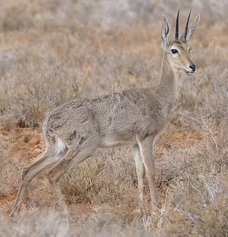 Vaal Rhebok (Pelea capreolus)
