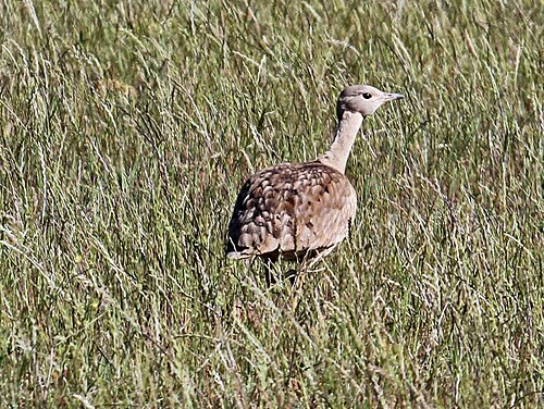 Karoo Bustard (Eupodotis vigorsii)